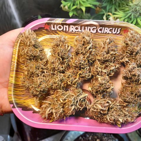 Auto Purple Punch growlog timeline photo