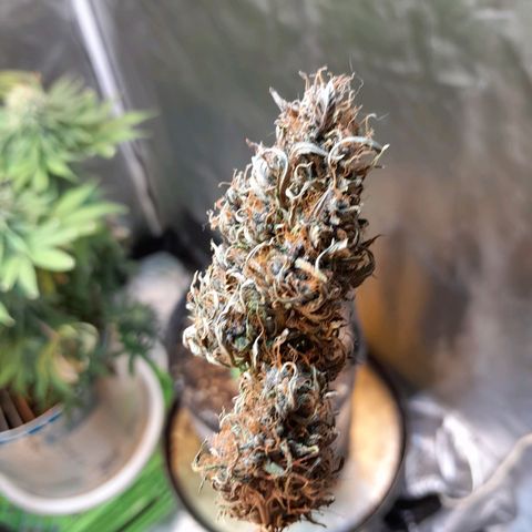 Auto Purple Punch growlog timeline photo