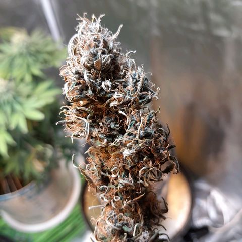 Auto Purple Punch growlog timeline photo