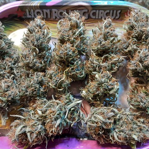 Auto Purple Punch growlog timeline photo