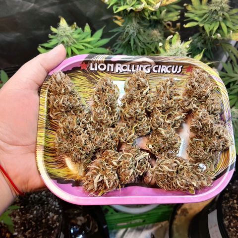 Auto Purple Punch growlog timeline photo