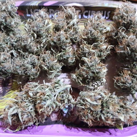 Auto Purple Punch growlog timeline photo