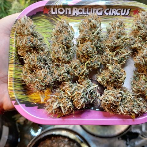 Auto Purple Punch growlog timeline photo