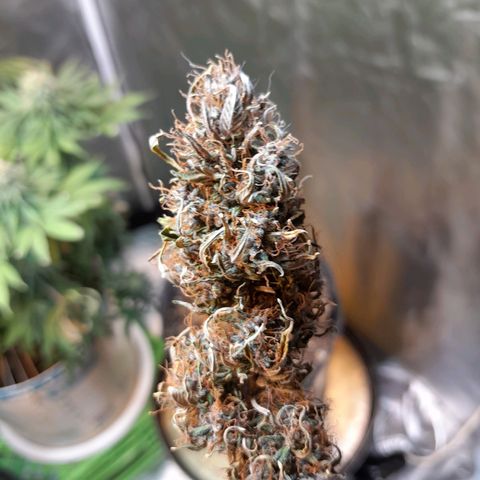 Auto Purple Punch growlog timeline photo