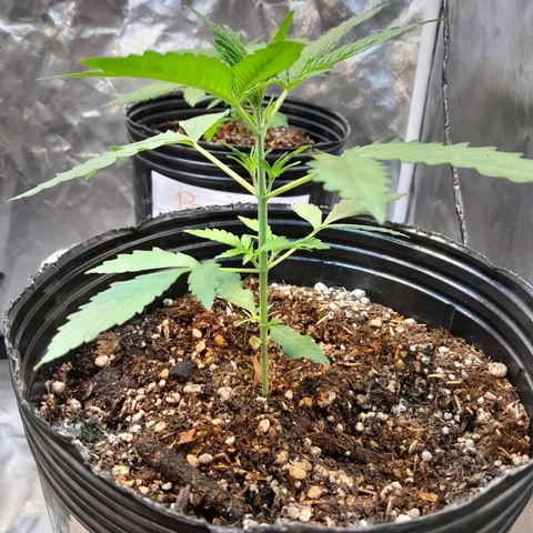 AK 47 Auto growlog timeline photo