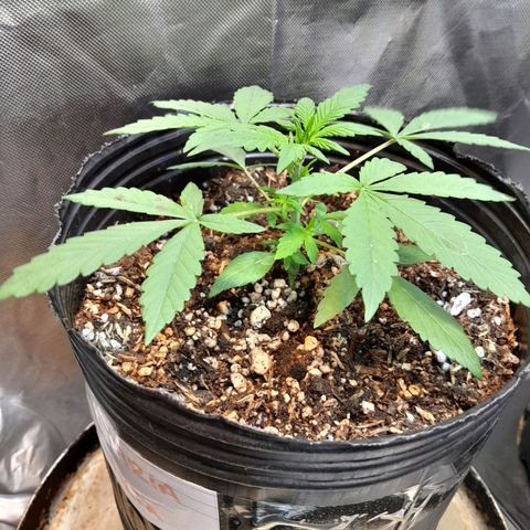 SANTA MARÍA DE COLOMBIA growlog timeline photo