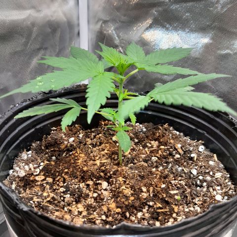 Auto Northern Shine growlog timeline photo