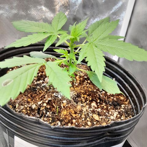 Power Plant growlog timeline photo