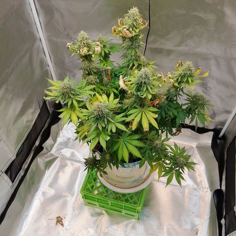  Critical XXL Fast growlog timeline photo