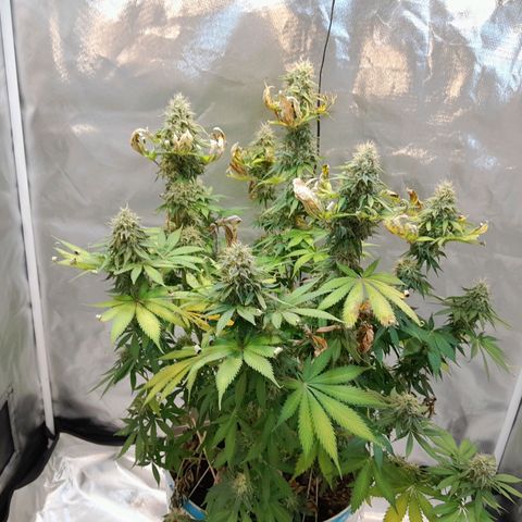  Critical XXL Fast growlog timeline photo