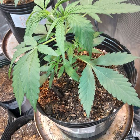 AK 47 Auto growlog timeline photo