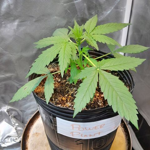 Power Plant growlog timeline photo