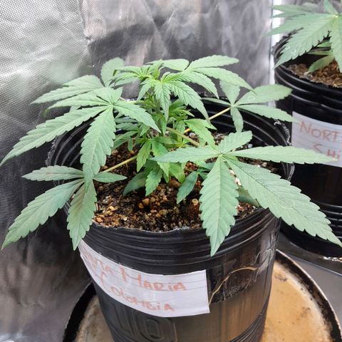 SANTA MARÍA DE COLOMBIA growlog timeline photo