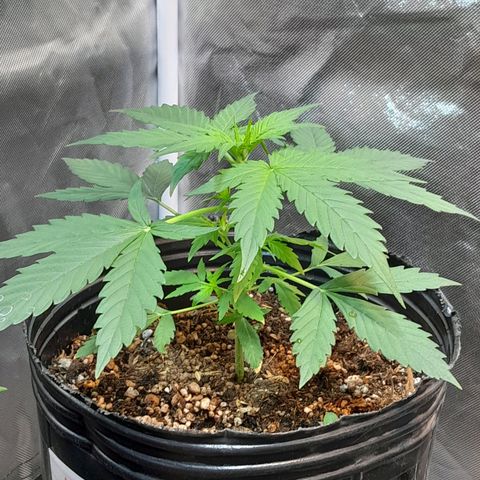 Auto Northern Shine growlog timeline photo