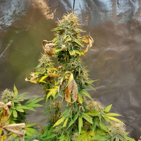 Critical XXL Fast growlog timeline photo