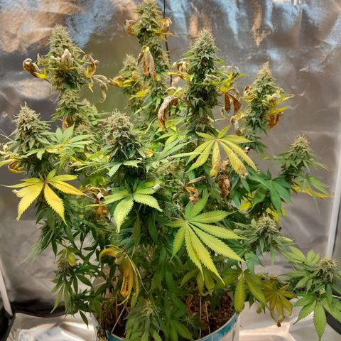  Critical XXL Fast growlog timeline photo