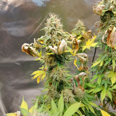  Critical XXL Fast growlog timeline photo