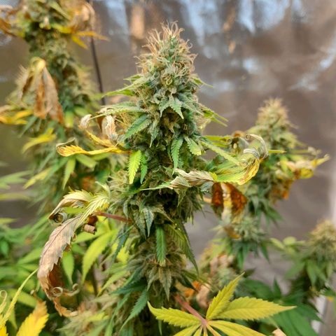  Critical XXL Fast growlog timeline photo