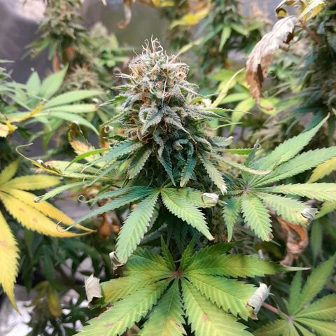  Critical XXL Fast growlog timeline photo