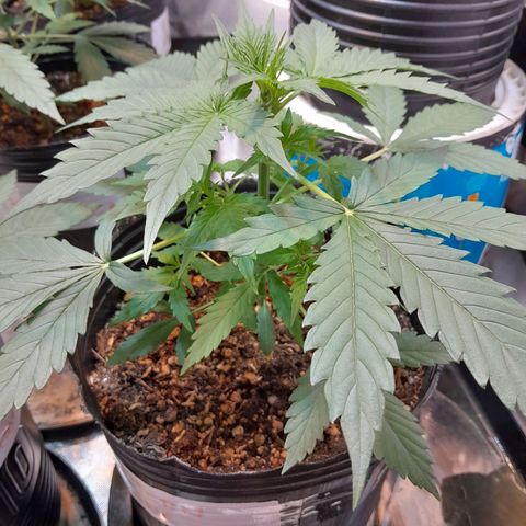 Auto Northern Shine growlog timeline photo