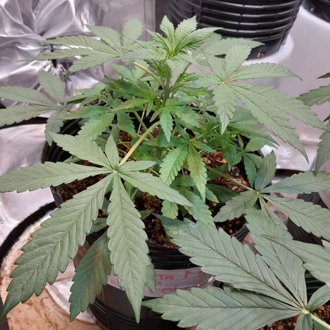 SANTA MARÍA DE COLOMBIA growlog timeline photo