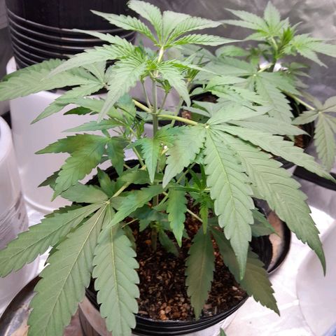 AK 47 Auto growlog timeline photo