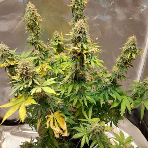  Critical XXL Fast growlog timeline photo