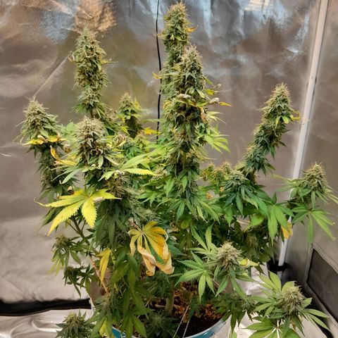  Critical XXL Fast growlog timeline photo