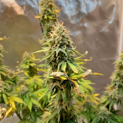  Critical XXL Fast growlog timeline photo