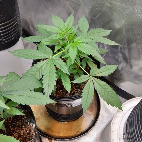 Power Plant growlog timeline photo