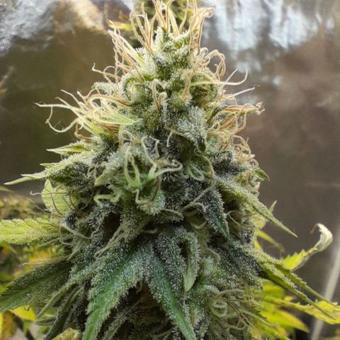  Critical XXL Fast growlog timeline photo