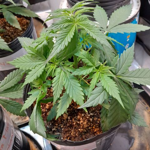 Auto Northern Shine growlog timeline photo