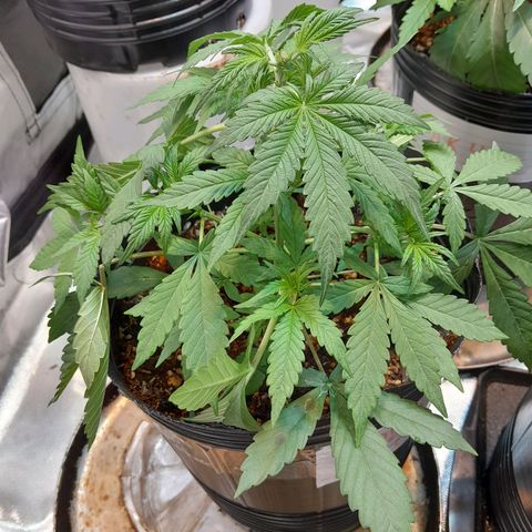 SANTA MARÍA DE COLOMBIA growlog timeline photo