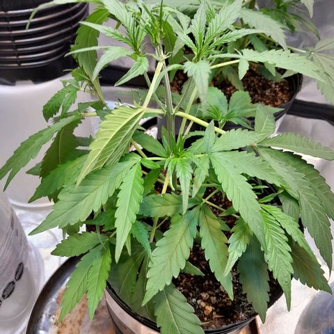 AK 47 Auto growlog timeline photo