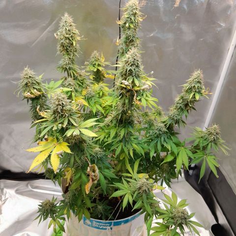  Critical XXL Fast growlog timeline photo