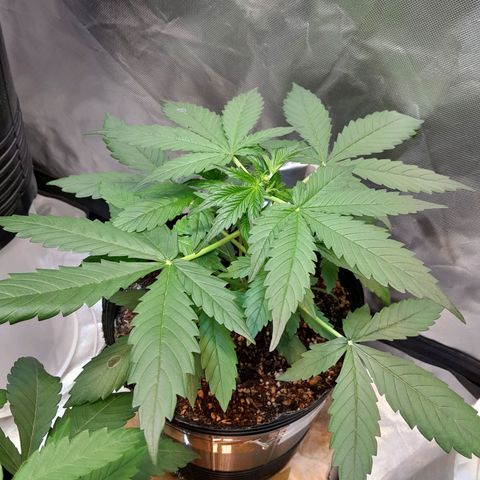Power Plant growlog timeline photo