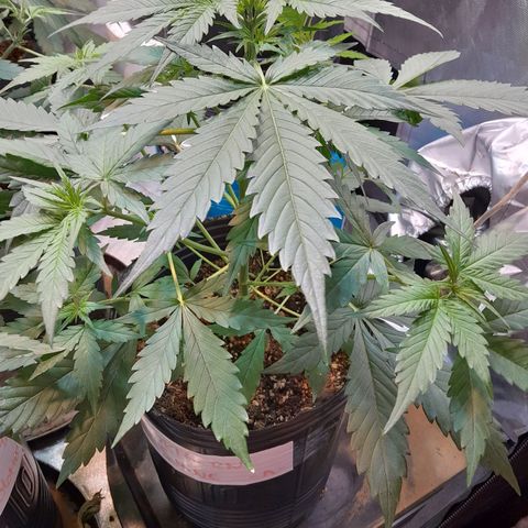 Auto Northern Shine growlog timeline photo