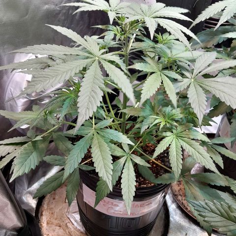 SANTA MARÍA DE COLOMBIA growlog timeline photo