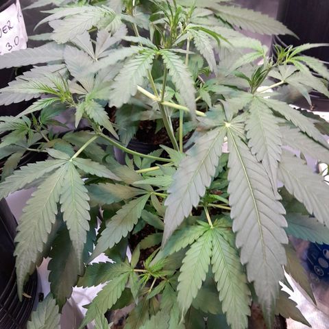 AK 47 Auto growlog timeline photo
