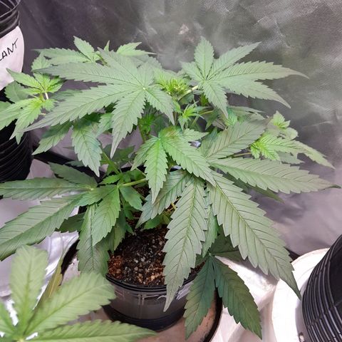 Power Plant growlog timeline photo