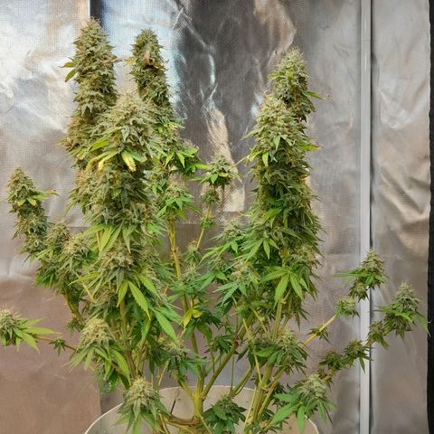  Critical XXL Fast growlog timeline photo