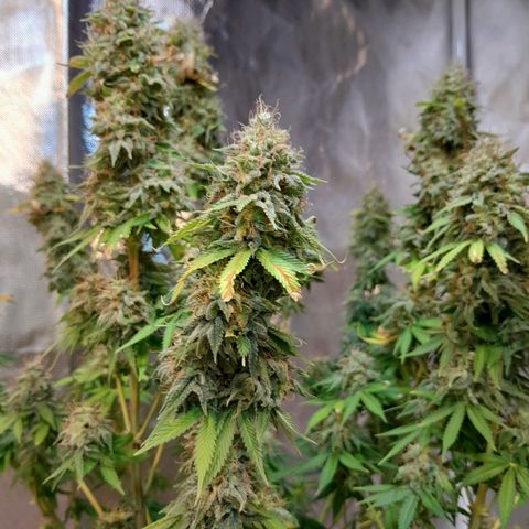  Critical XXL Fast growlog timeline photo