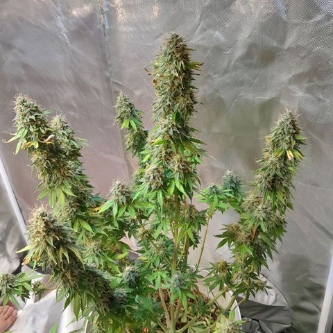  Critical XXL Fast growlog timeline photo