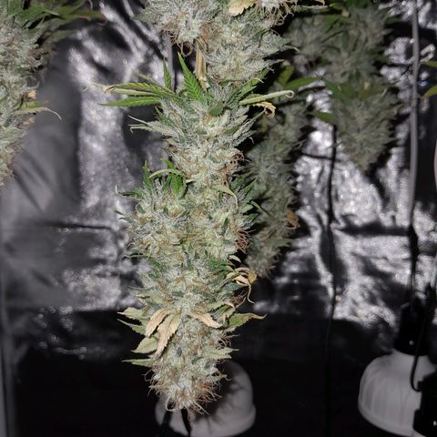 Critical XXL Fast growlog timeline photo