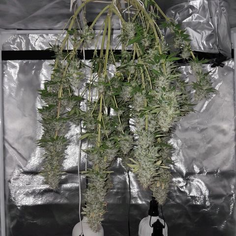  Critical XXL Fast growlog timeline photo