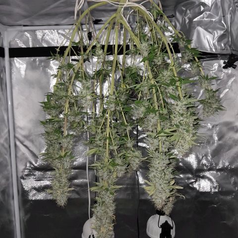 Critical XXL Fast growlog timeline photo
