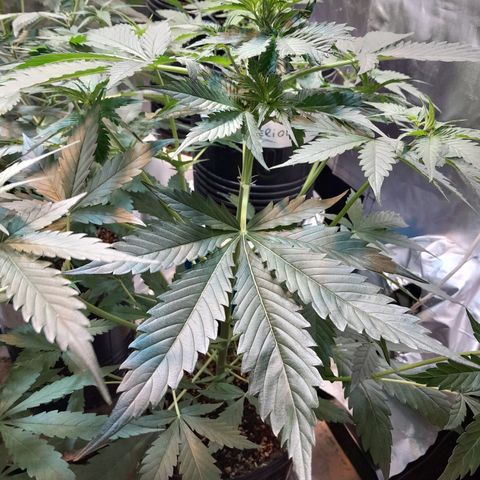 Auto Northern Shine growlog timeline photo