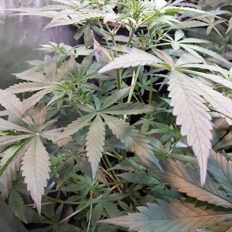 SANTA MARÍA DE COLOMBIA growlog timeline photo