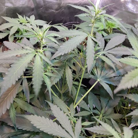 AK 47 Auto growlog timeline photo
