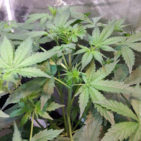 Power Plant growlog timeline photo